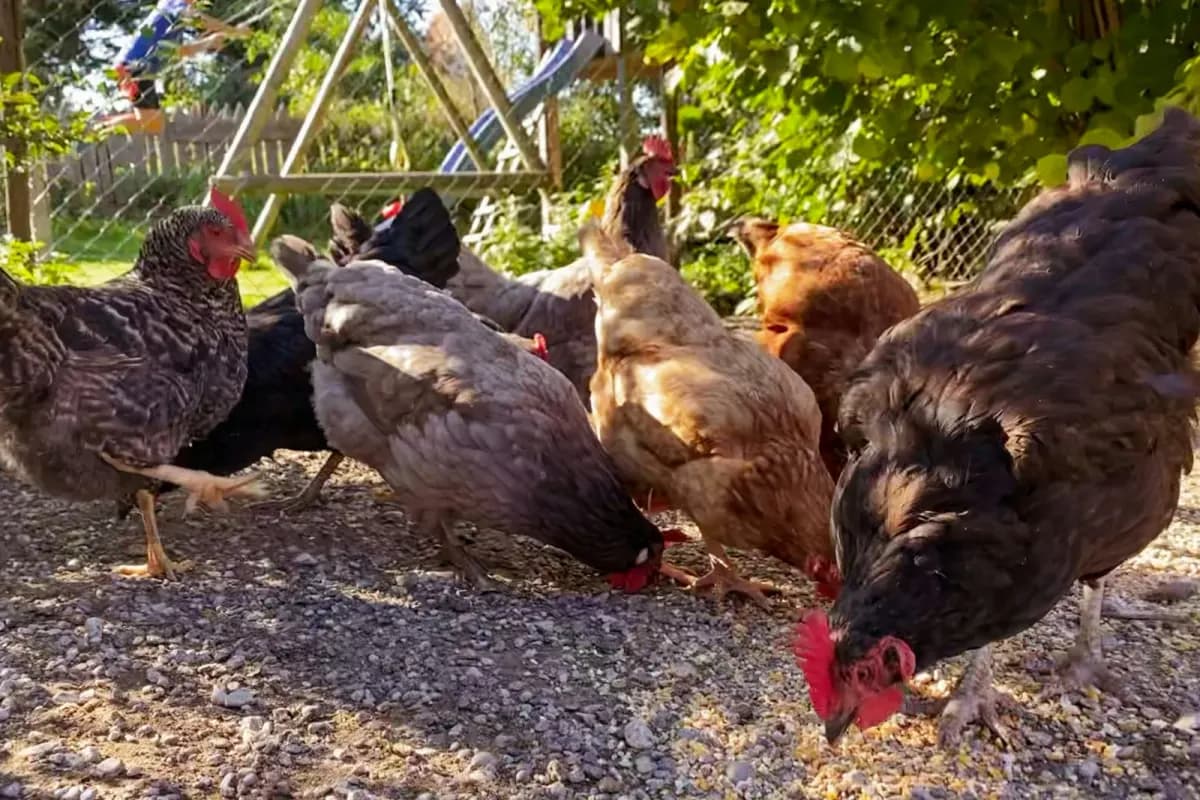 A laying hen feeding from a trough of mash feed