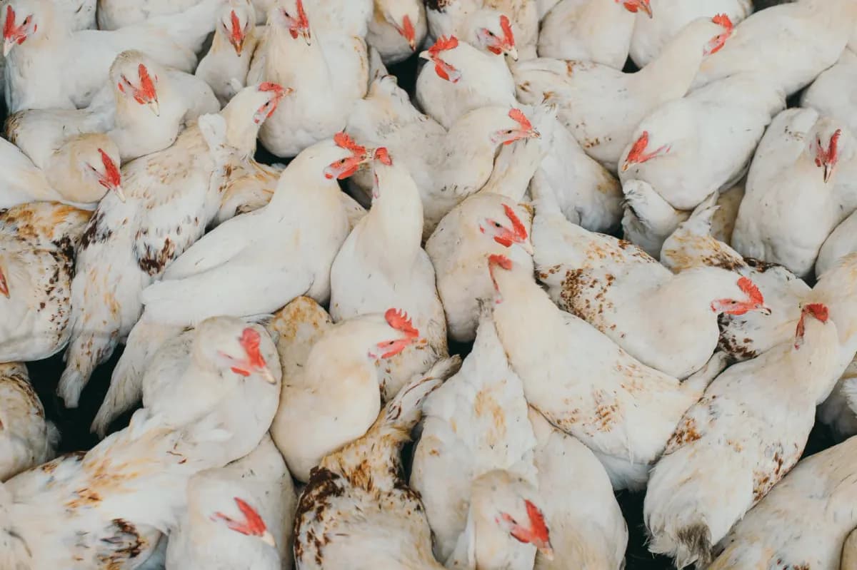 A commercial broiler house in West Africa with hundreds of birds and red tube feeders